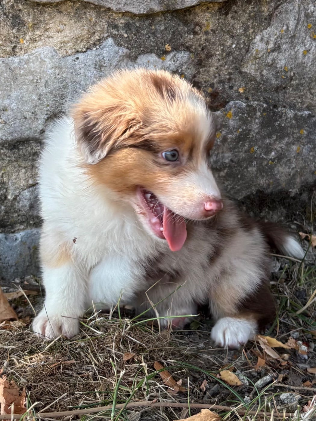 CHIOT 3