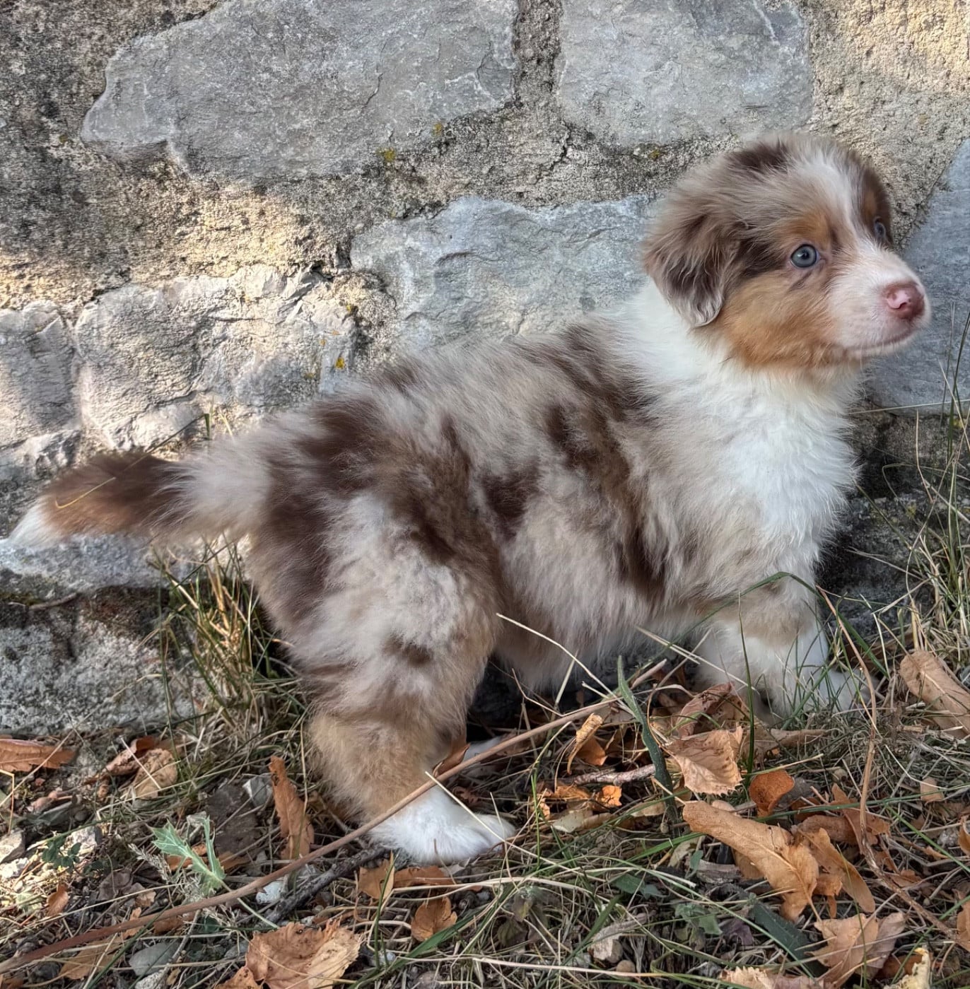 CHIOT 3
