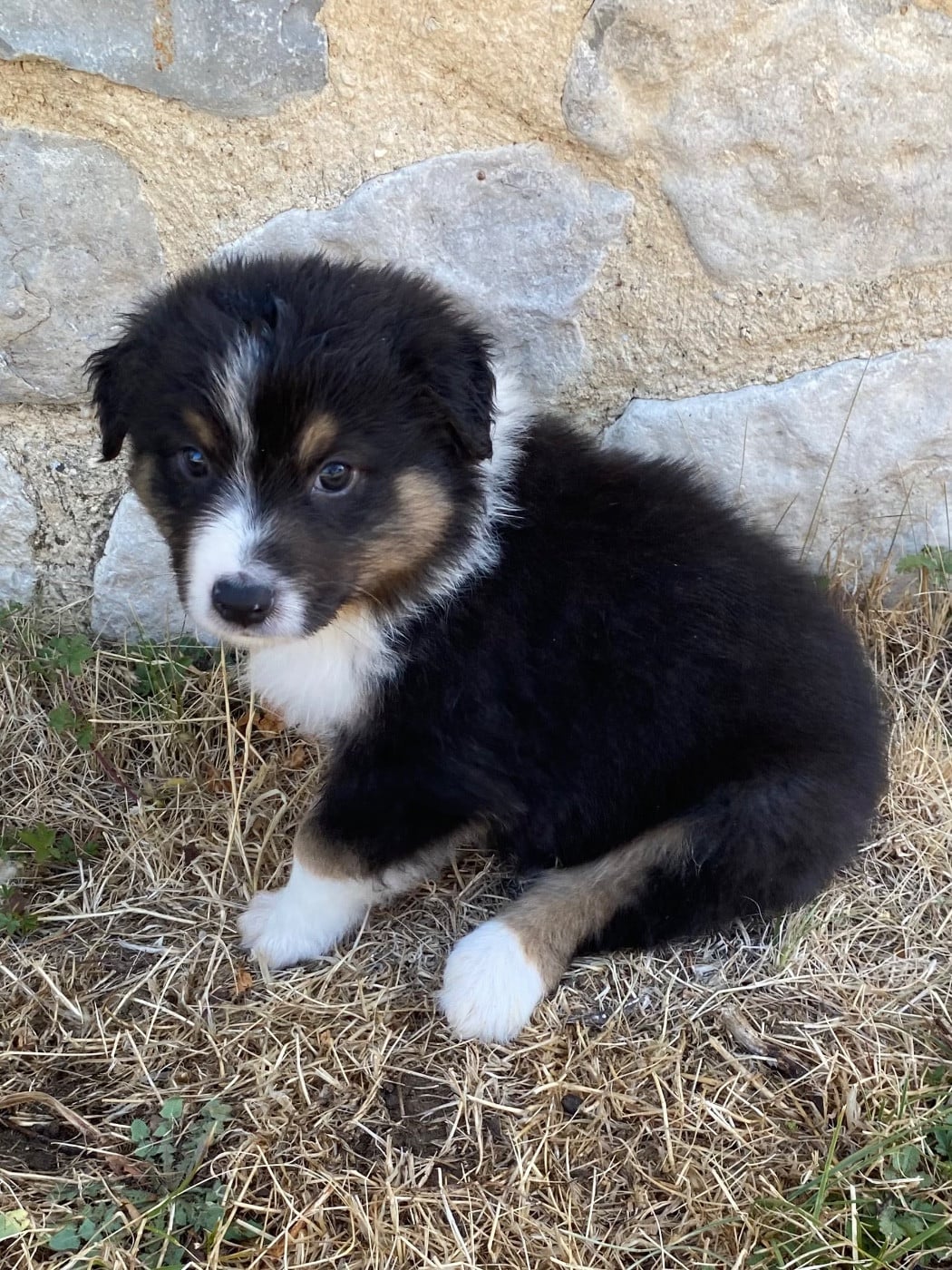 CHIOT 5