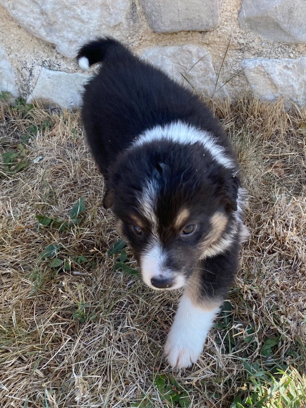 CHIOT 5