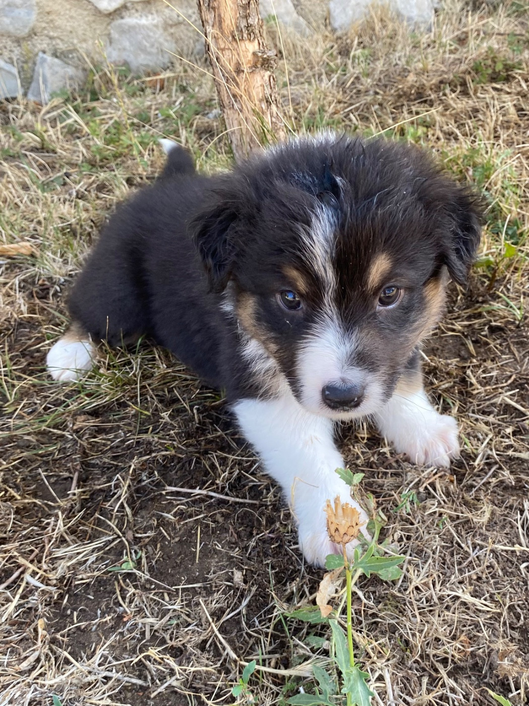 CHIOT 5
