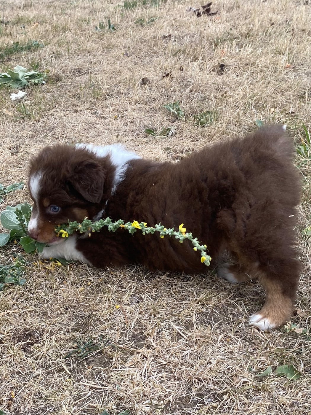 CHIOT 7