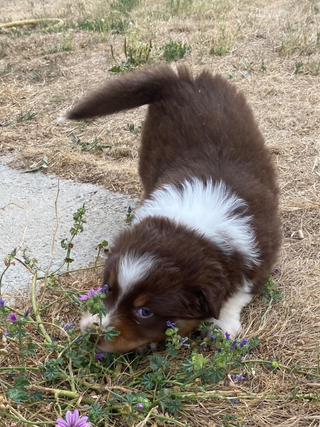 CHIOT 7