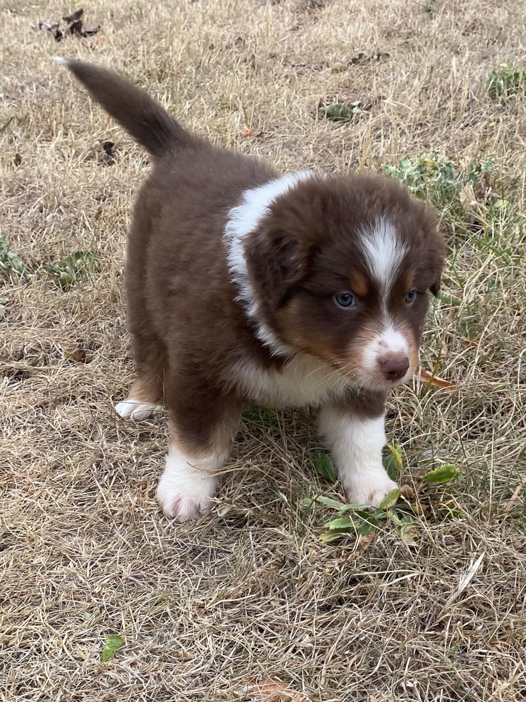 CHIOT 7
