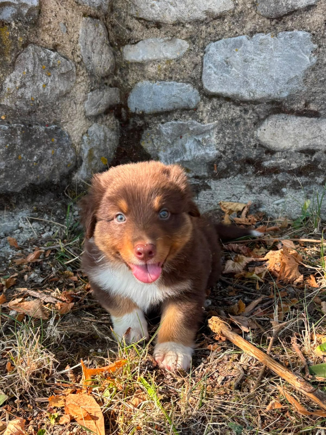 CHIOT 9