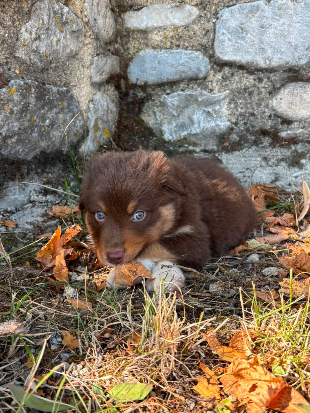 CHIOT 9