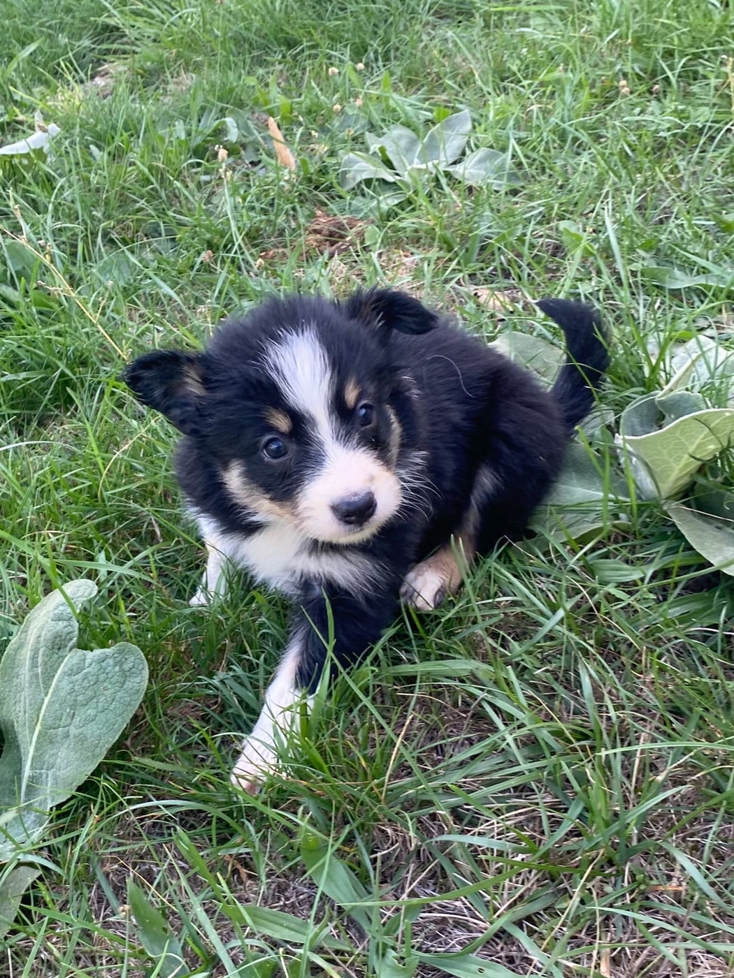 CHIOT 2 - Border Collie