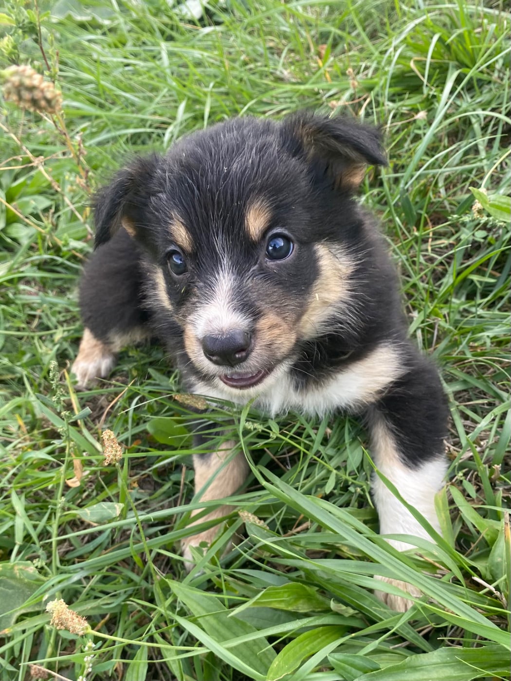 CHIOT 3 - Border Collie