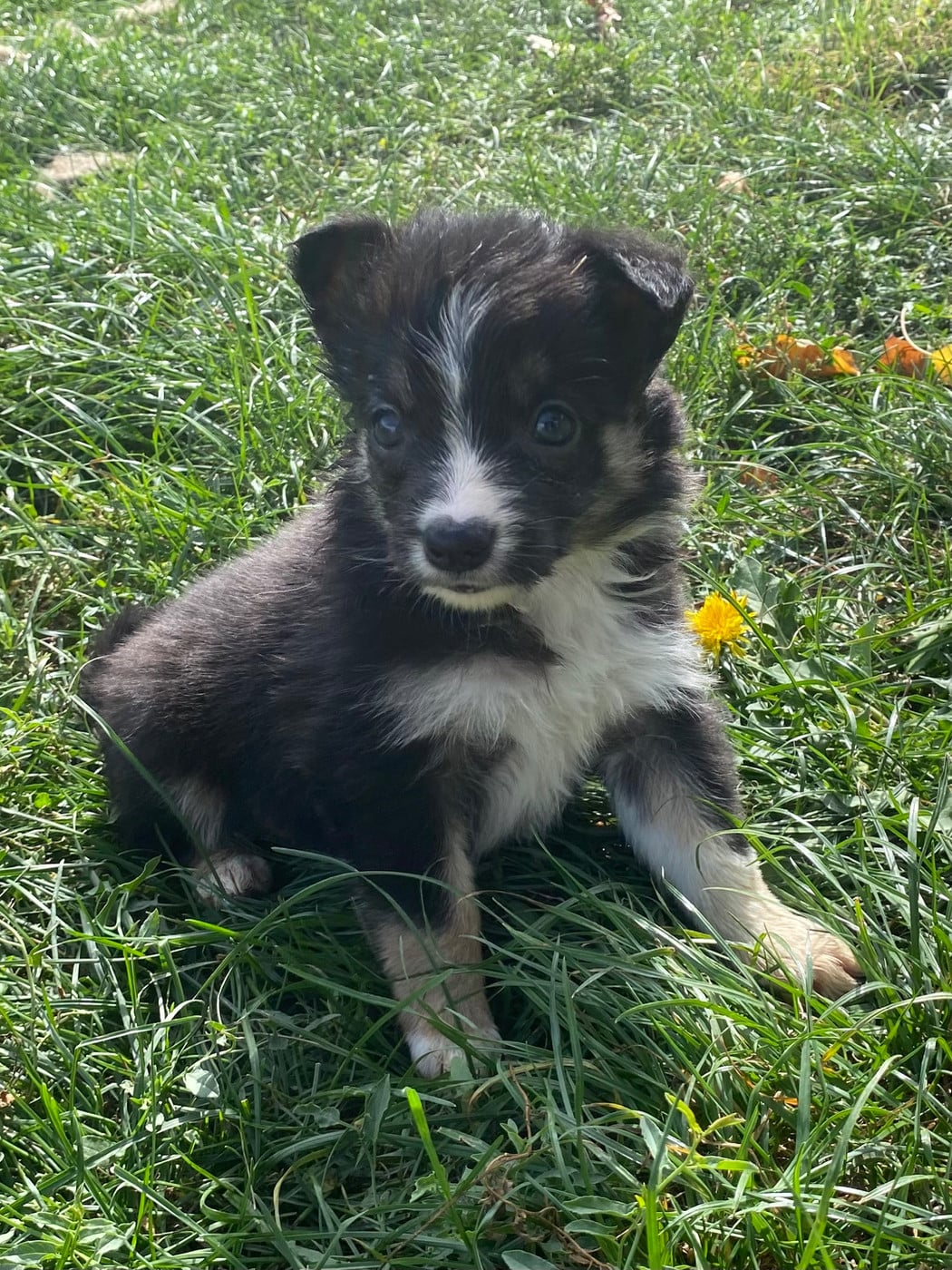 CHIOT 4 - Border Collie