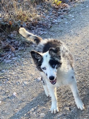 Les chiots de Border Collie