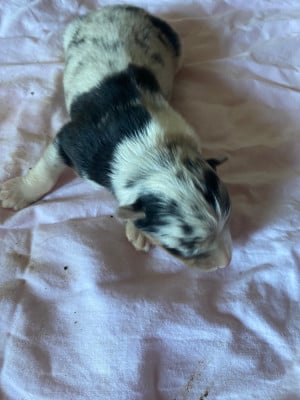 Les chiots de Berger Australien