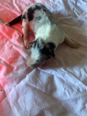 Les chiots de Berger Australien