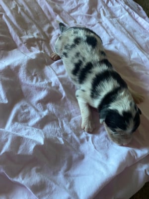 Les chiots de Berger Australien