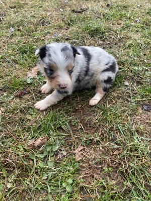 Les chiots de Berger Australien