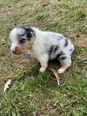 Les chiots de Berger Australien