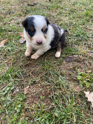 Les chiots de Berger Australien