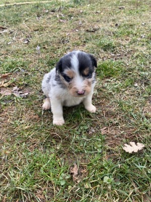 Les chiots de Berger Australien