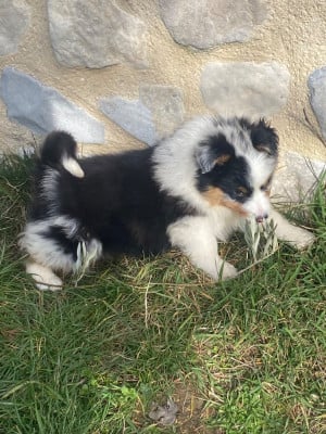 Les chiots de Berger Australien