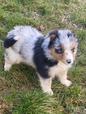 Les chiots de Berger Australien
