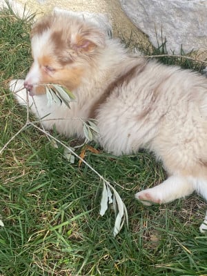 Les chiots de Berger Australien
