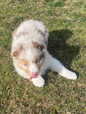 Les chiots de Berger Australien