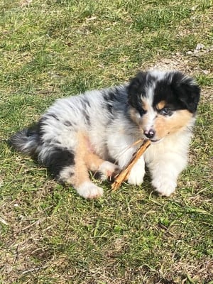 Les chiots de Berger Australien