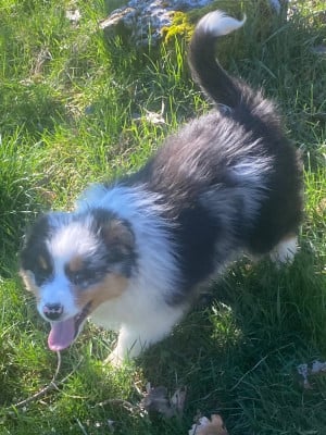 Les chiots de Berger Australien