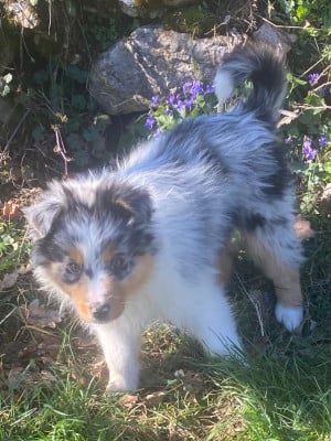 Les chiots de Berger Australien