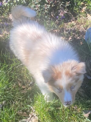 Les chiots de Berger Australien