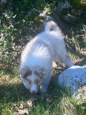 Les chiots de Berger Australien
