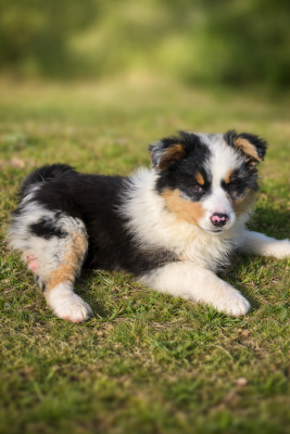Les chiots de Berger Australien