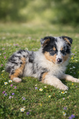 Les chiots de Berger Australien