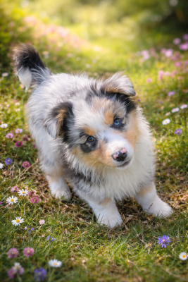 Les chiots de Berger Australien