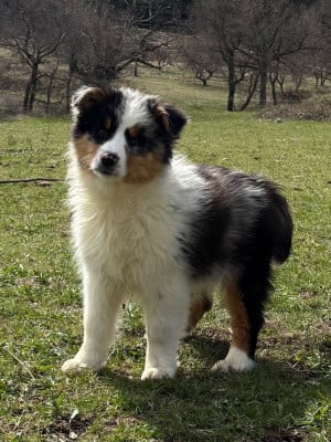 Les chiots de Berger Australien