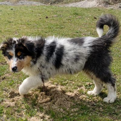 Les chiots de Berger Australien