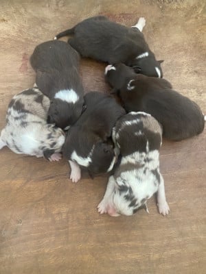 Les chiots de Border Collie
