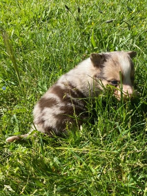 Les chiots de Border Collie