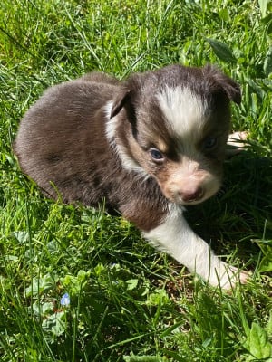 Les chiots de Border Collie