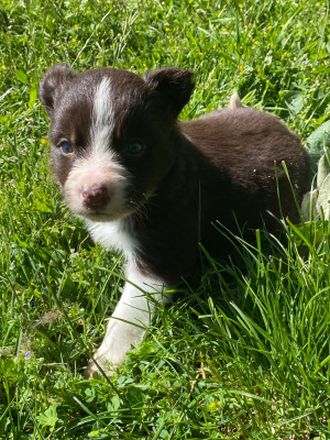 Les chiots de Border Collie