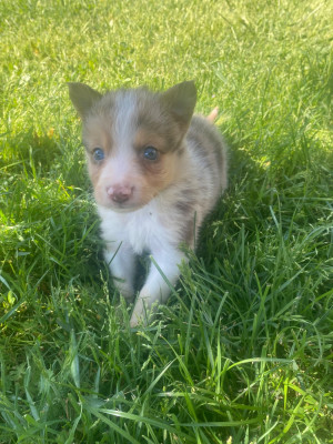 Les chiots de Border Collie