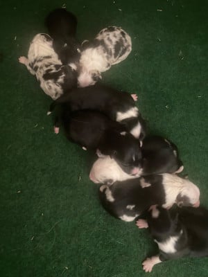 Les chiots de Border Collie