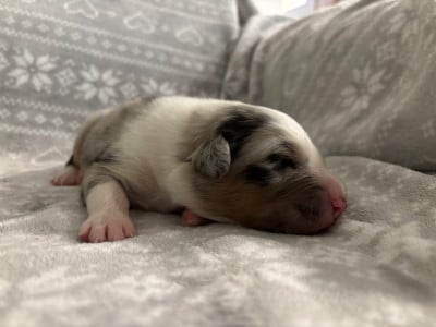 Les chiots de Berger Australien