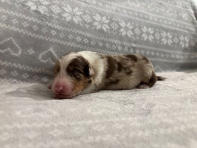 Les chiots de Berger Australien