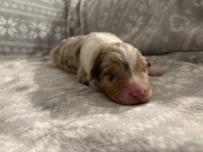 Les chiots de Berger Australien