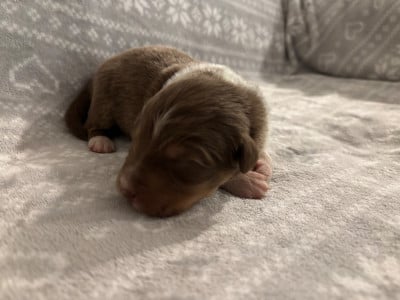 Les chiots de Berger Australien