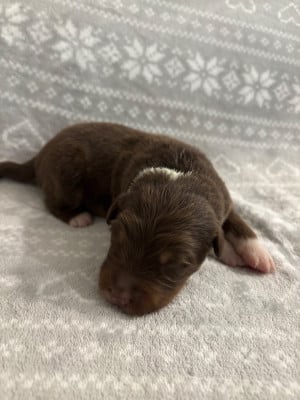 Les chiots de Berger Australien
