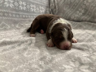 Les chiots de Berger Australien