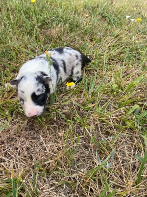 CHIOT 2 - Border Collie