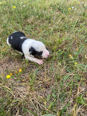 CHIOT 1 - Border Collie