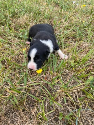 CHIOT 3 - Border Collie
